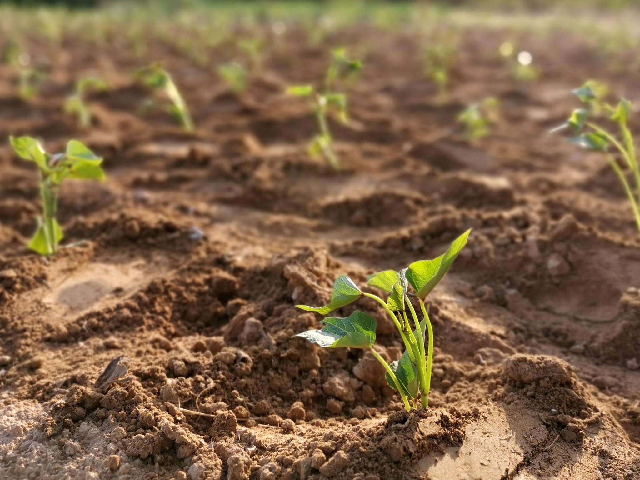 7旬农民大叔种红薯心急火燎,言说家中离不开,咋回事