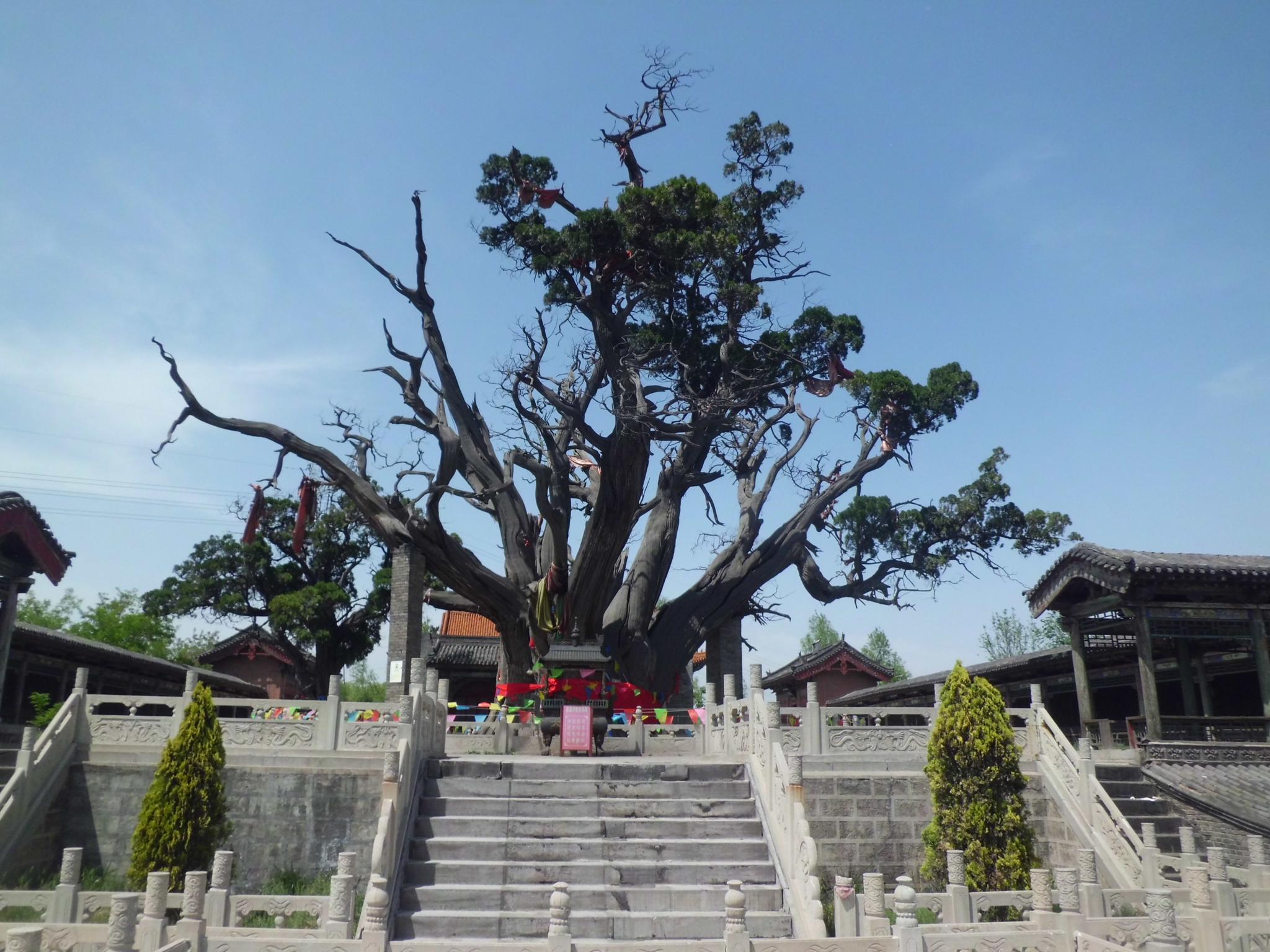 山西省 晋中市 秦柏风景区