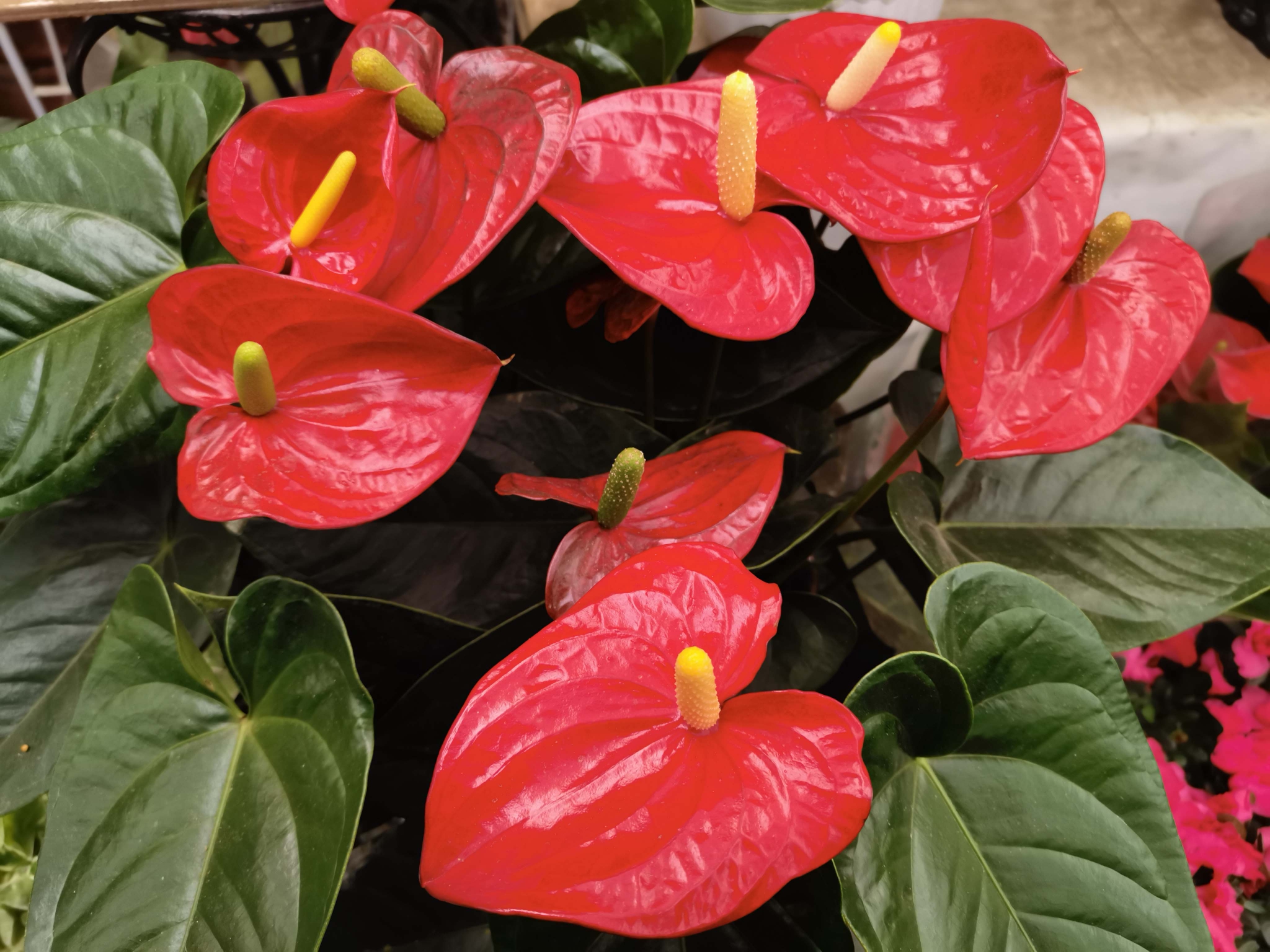 火鹤花原创拍摄