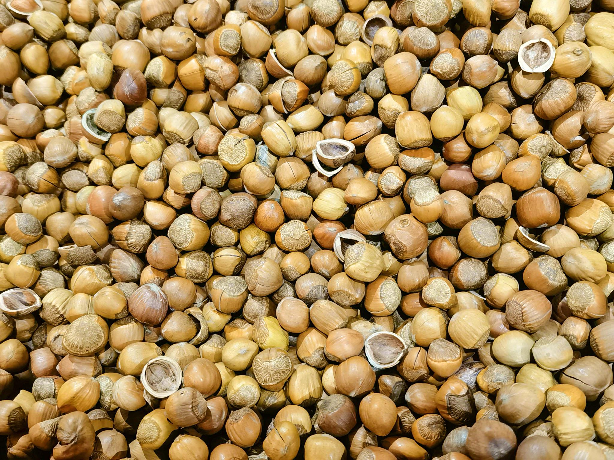 小粒榛子原创拍摄