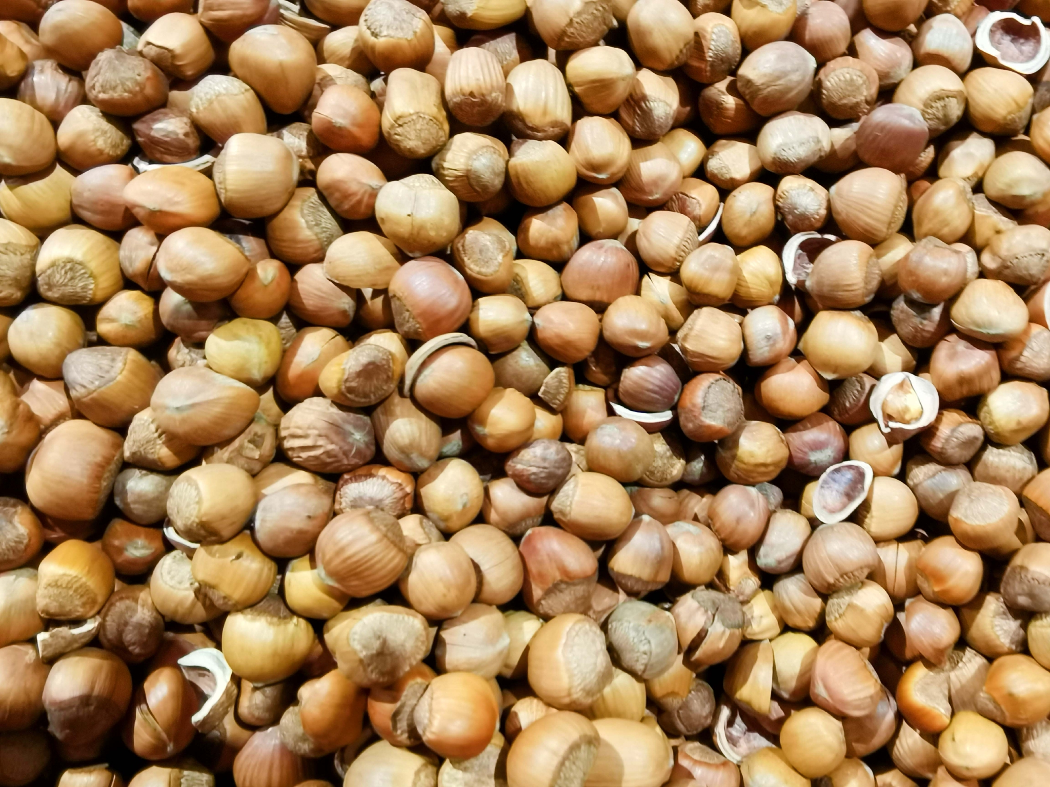 小粒榛子原创拍摄