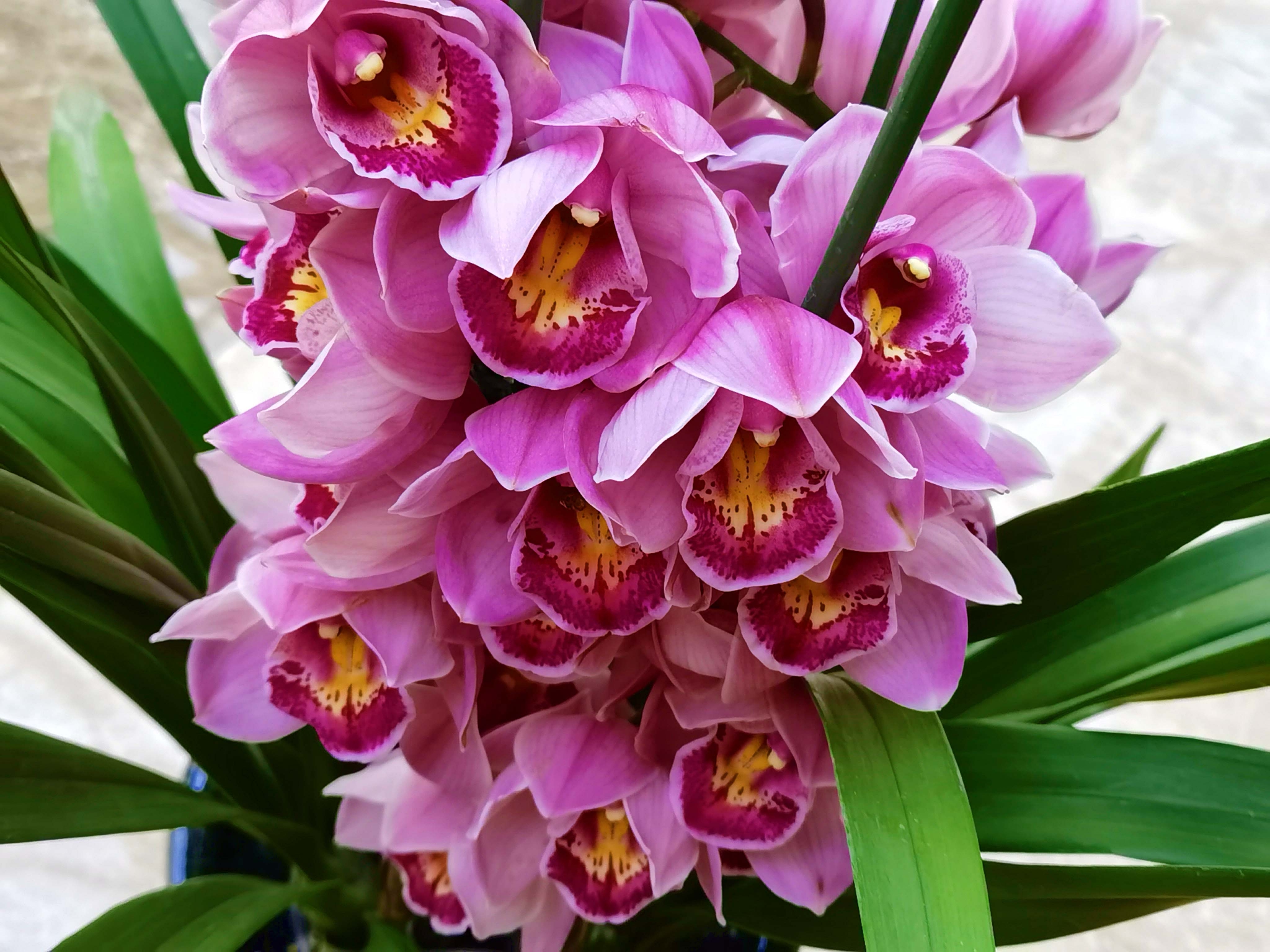 大花蕙兰,原创拍摄