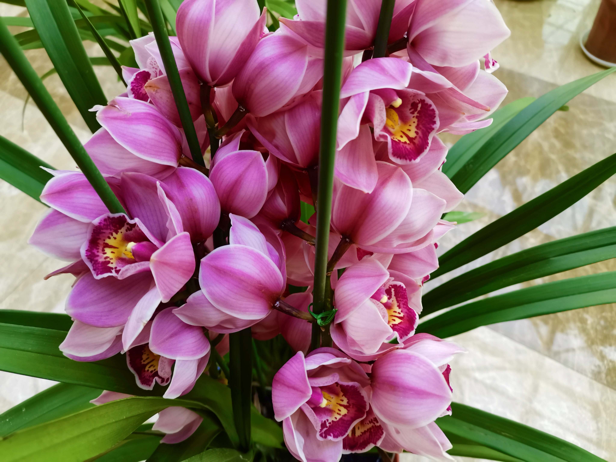 大花蕙兰,原创拍摄__财经头条