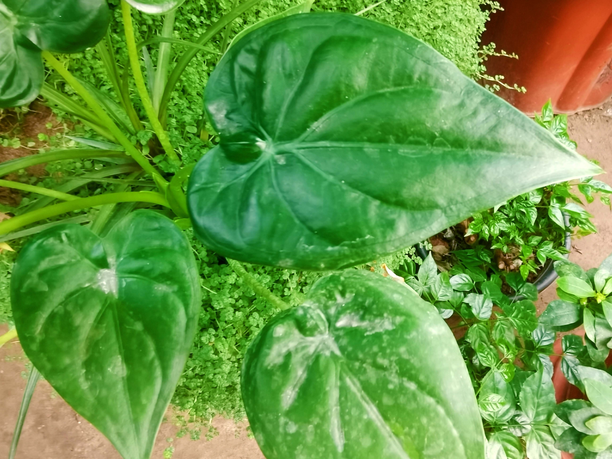 药用植物尖尾芋原创拍摄