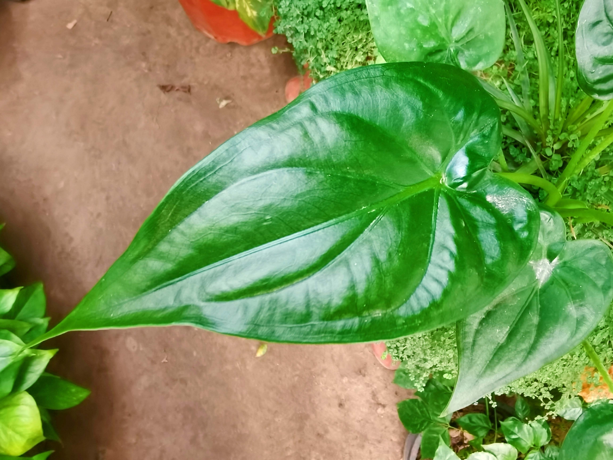 药用植物尖尾芋原创拍摄