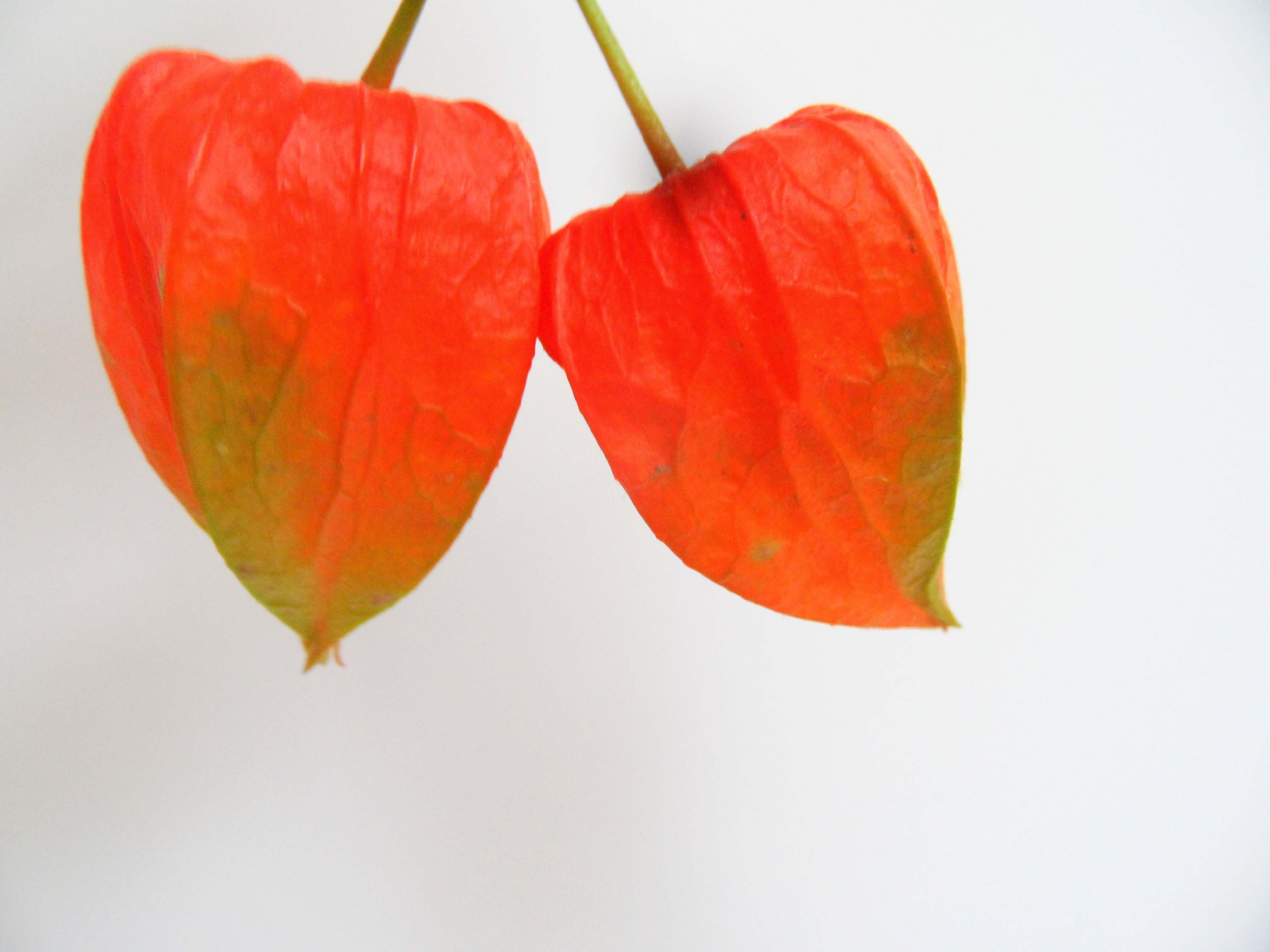 酸浆果原创拍摄