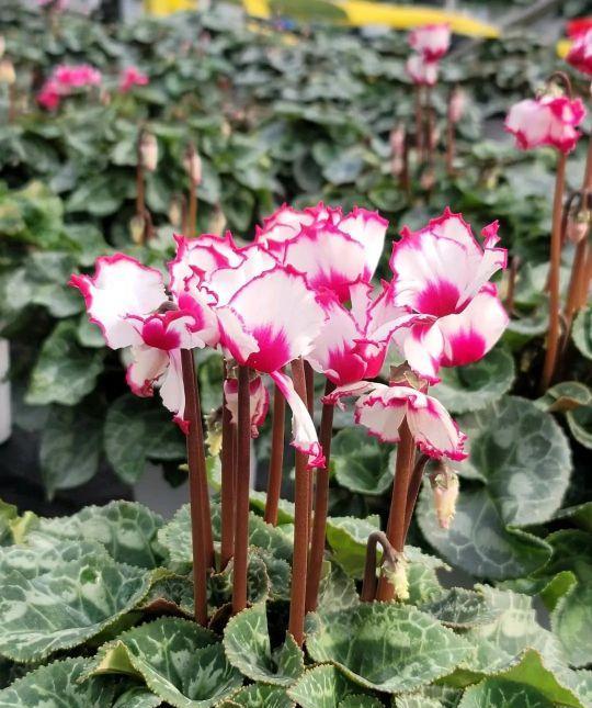 就象图上叶子怎治疗？