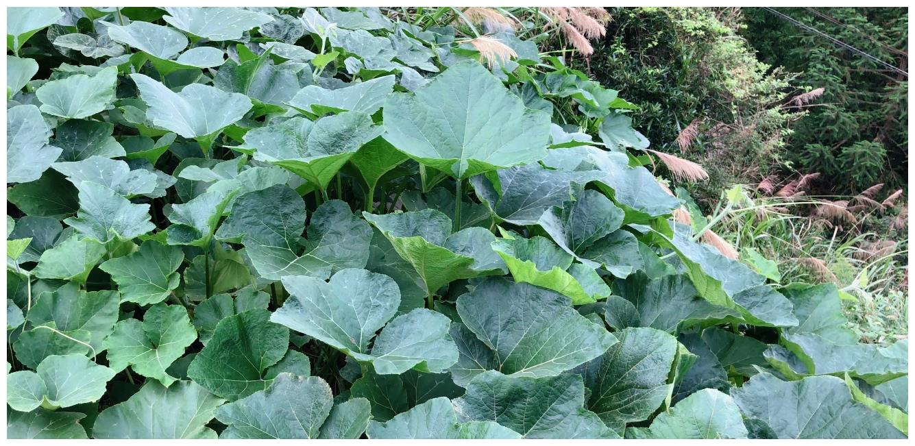 南瓜藤也叫盘肠草,以前没人要,现在很多人瓜都不要,就想吃藤__财经