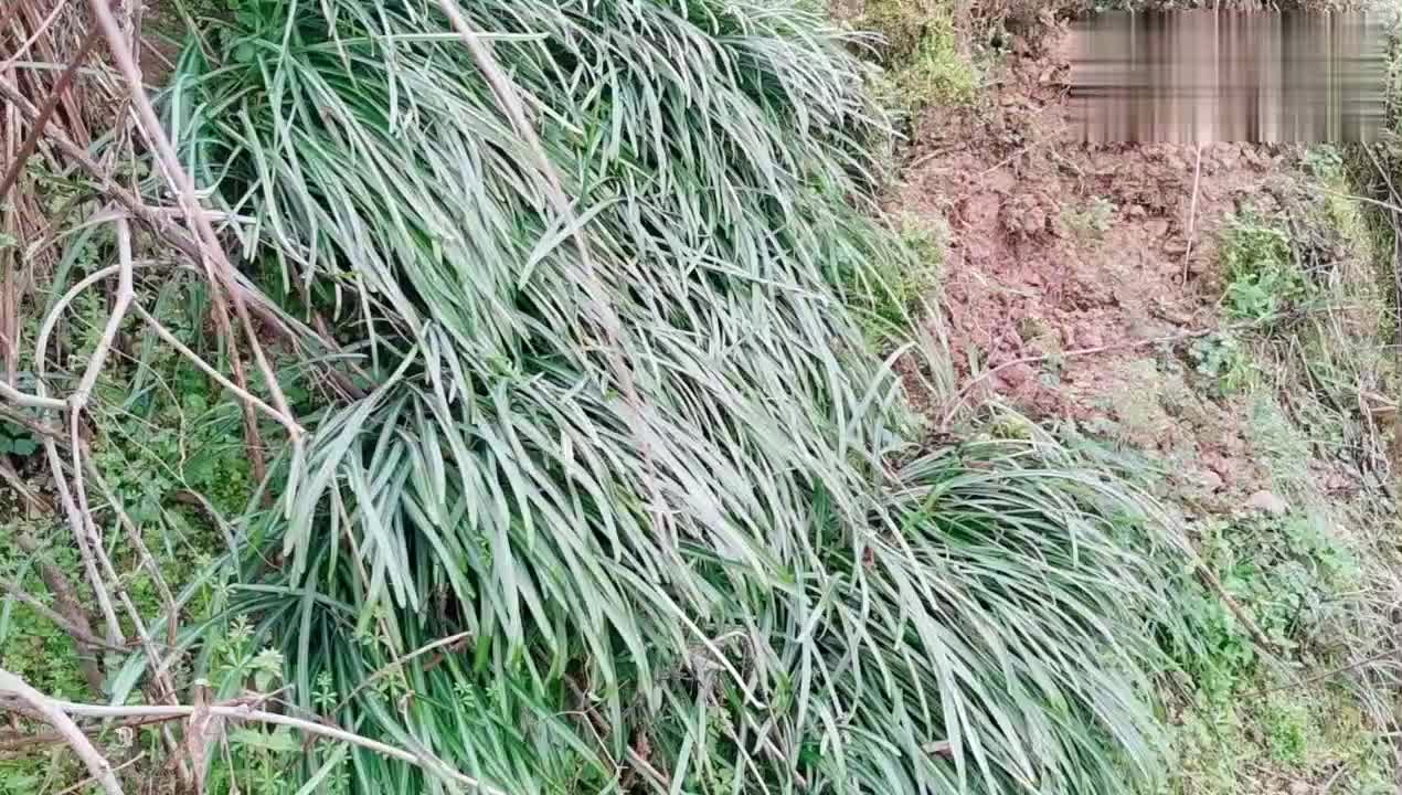 阴阳界的彼岸花和麦冬傻傻分不清楚?根部一看就区分开了