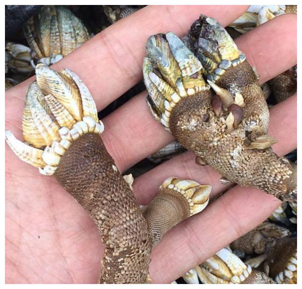 泛滥马来西亚海岸,在中国却成了一道美食|马来西亚|狗爪|海鲜_新浪