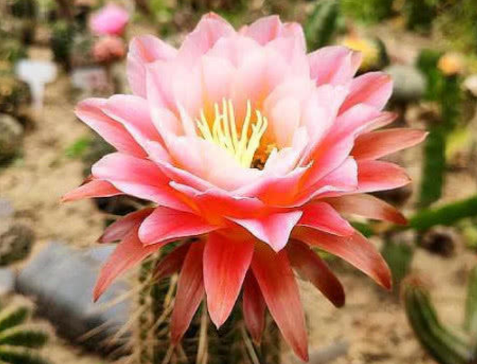 此4种花,花朵大,花量大,花色美轮美奂,越养越喜欢!