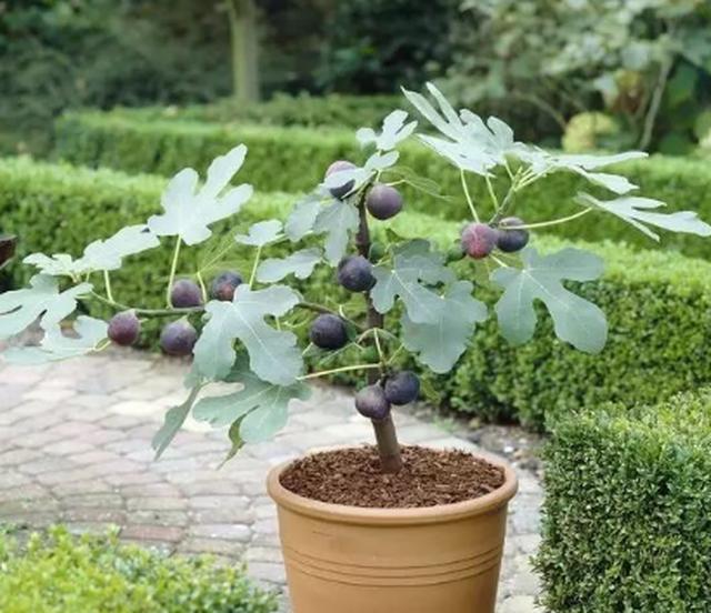 养殖无花果盆栽,学会"小窍门",果子又大又甜,快来学学!