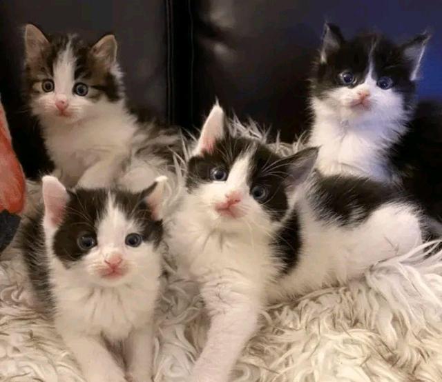 4只小猫失去妈妈“大哭”，狗狗见状主动当妈，一家5口可温暖了休闲区蓝鸢梦想 - Www.slyday.coM