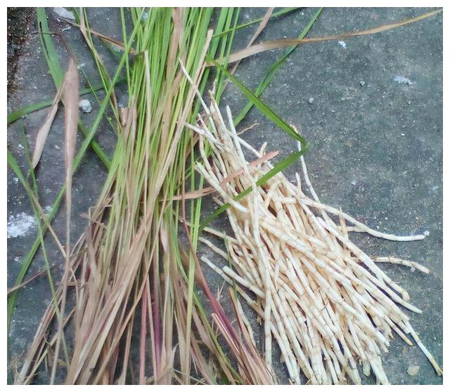 让农民头痛的茅草,它的根有甜味,还是一味中药,有三大功效__财经头条