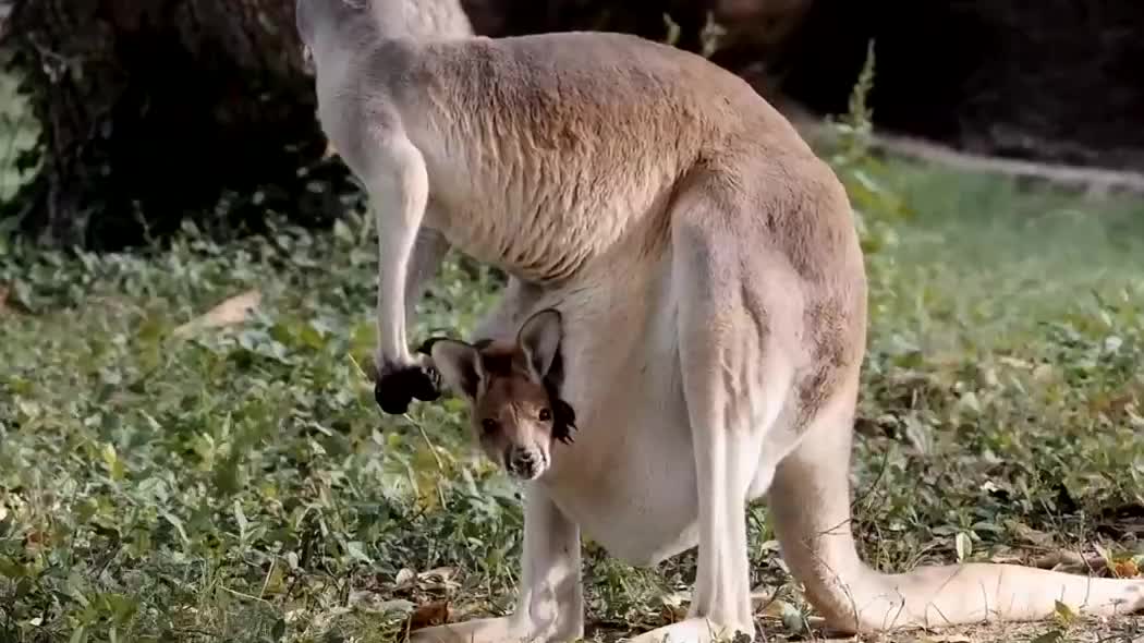 小袋鼠太调皮,在妈妈肚子里钻来钻去就露个头,太可爱了!