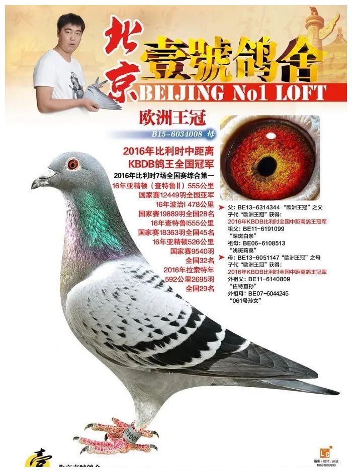 传奇鸽"欧洲王冠"拥有超恐怖赛绩!__财经头条