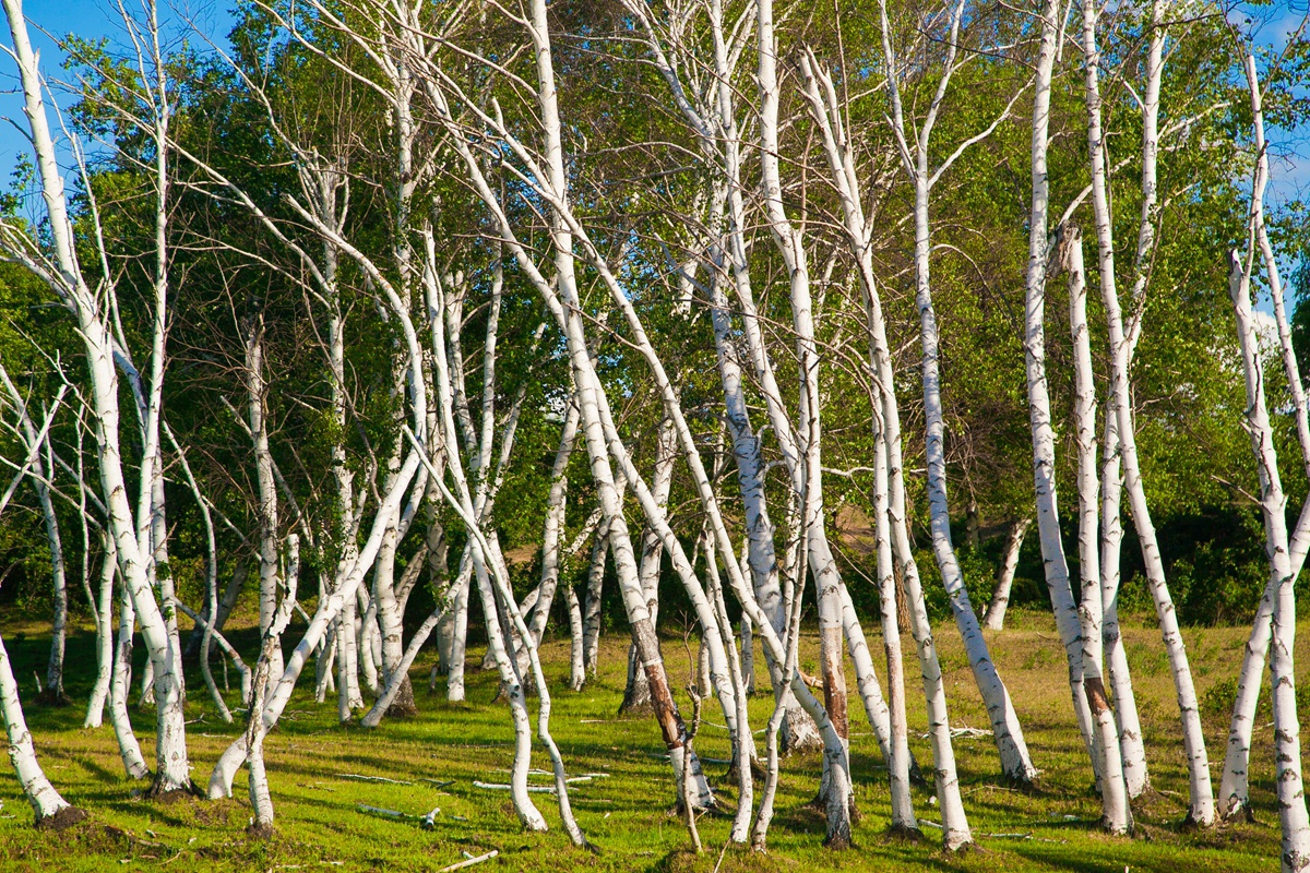 世界上白桦树唯美图片图片