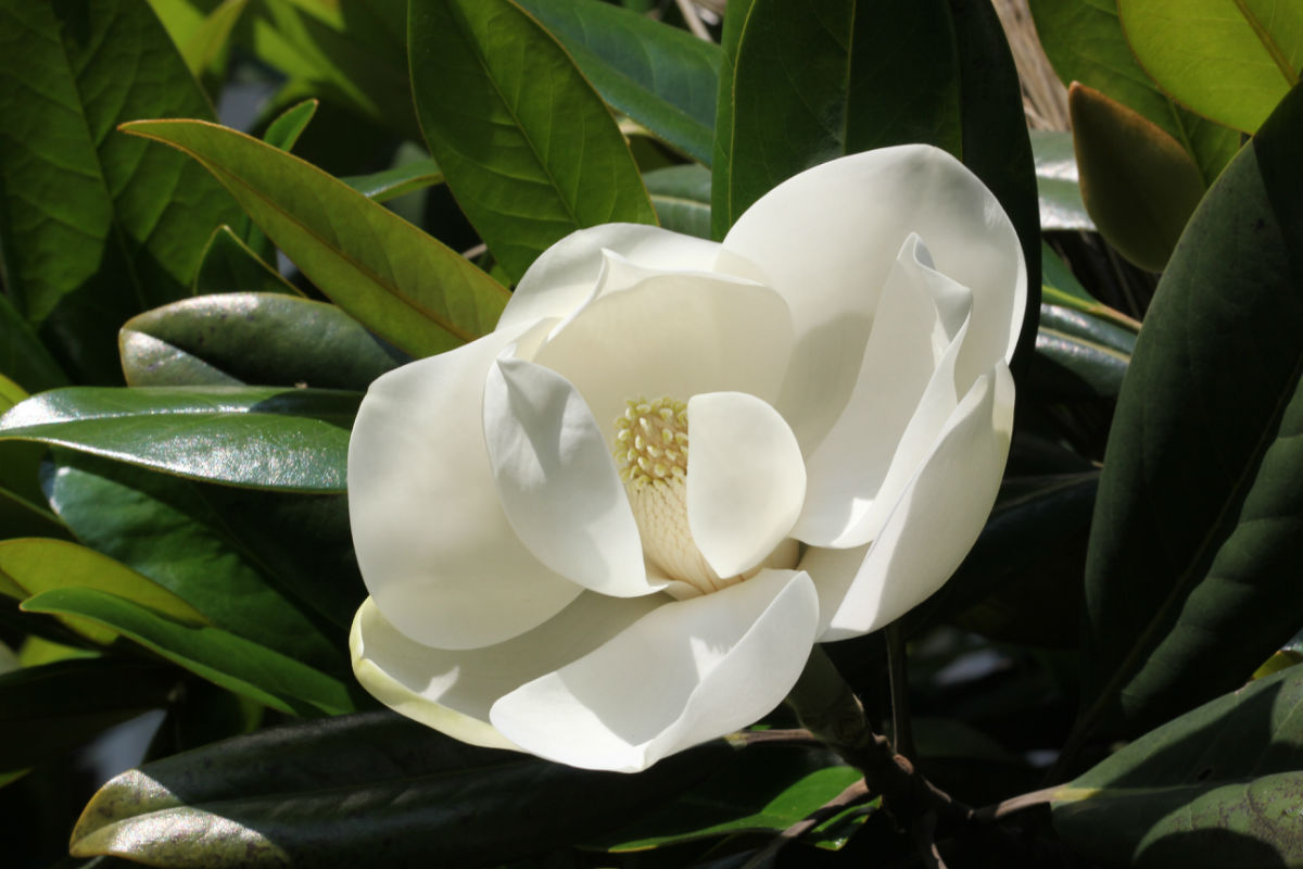 此花典雅清新,让人流连忘返,纯白圣洁,仿佛情窦初开