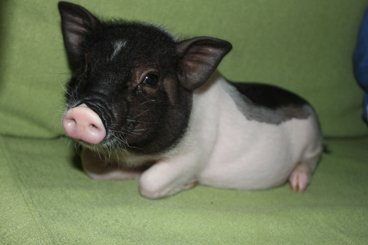 网友网购宠物小香猪,半个月后称烤乳猪真的香,店主都要气疯了