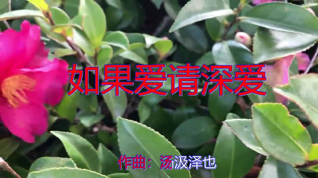 晨熙,dj何鹏的《如果爱请深爱》,含情默默,歌声伤感
