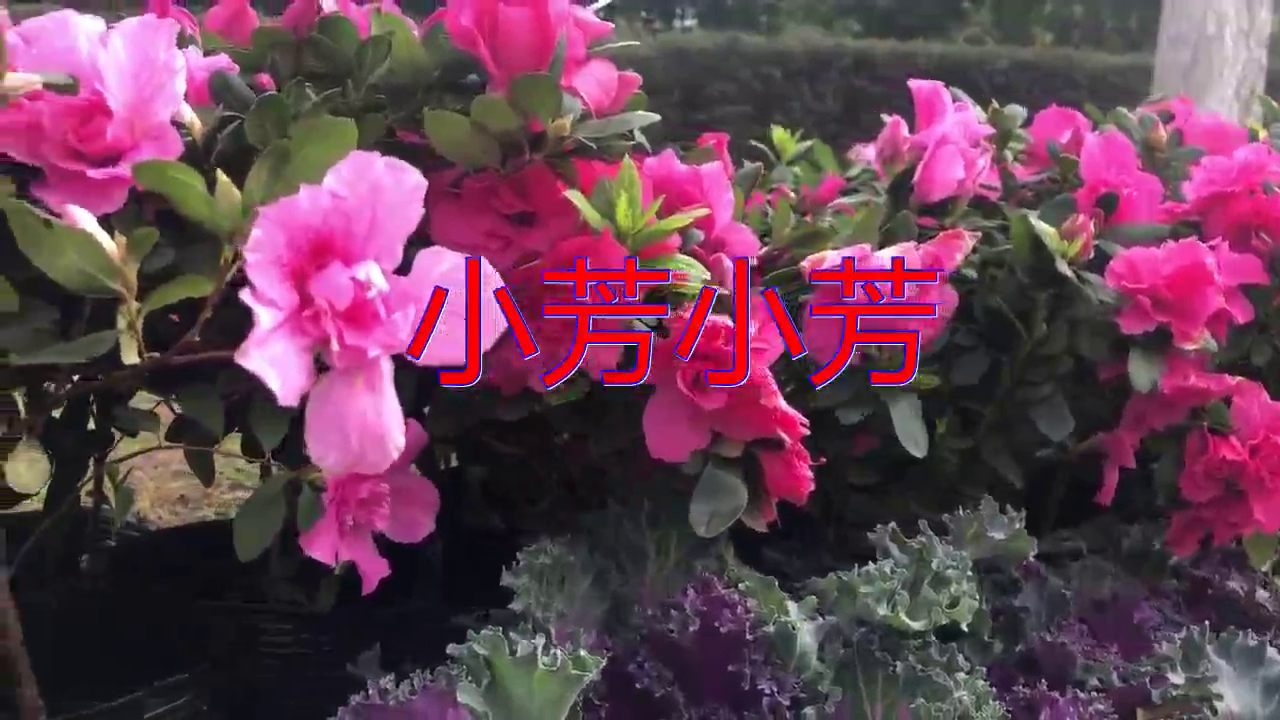 崔伟立的一首《小芳小芳》,此曲风风韵韵,余音饶梁