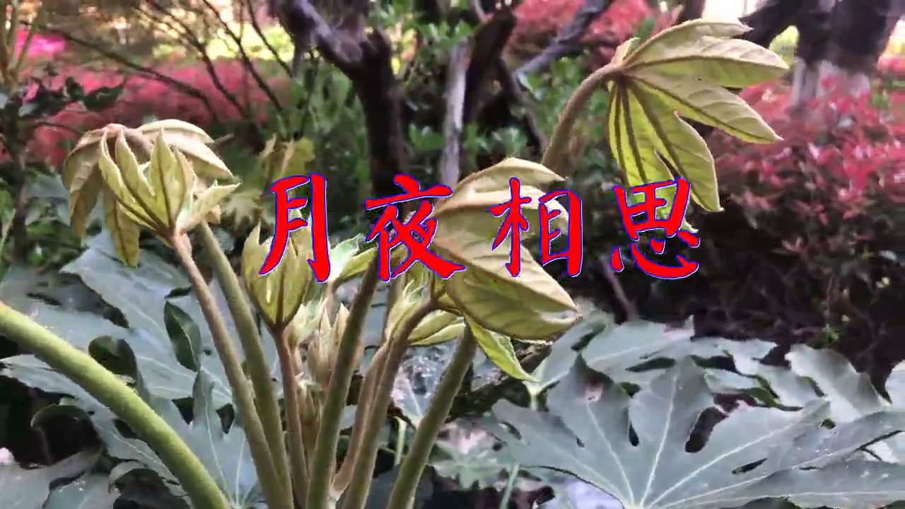 邓丽君《月夜相思》,让人沉迷,感情饱满