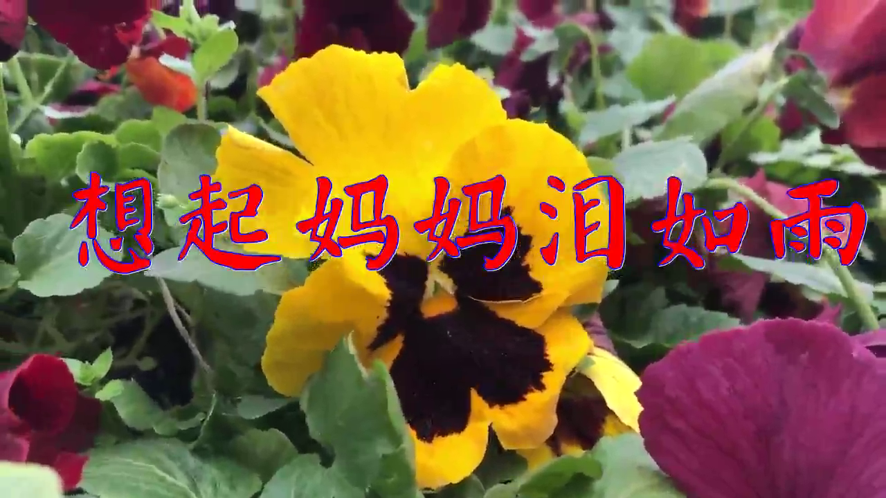 分享一首《想起妈妈泪如雨》,心碎的情歌,超好听