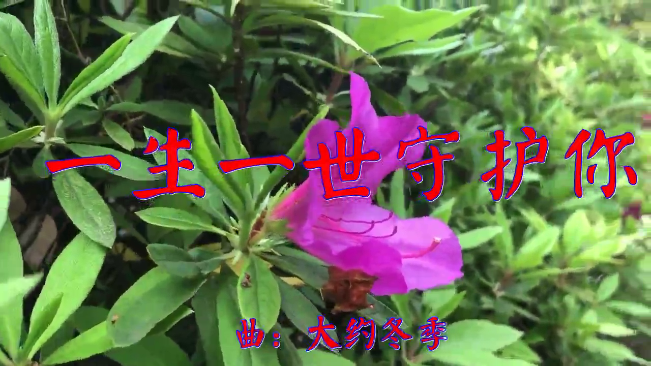 柴强红蔷薇的《一生一世守护你》,真是千听不厌!