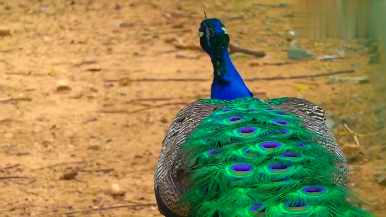 孔雀惊现居民家阳台 关键是 7楼啊 咋上来的 手机新浪网