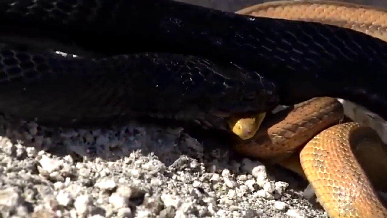 沙漠蛇王争霸,响尾蛇最后被击败,一起来看看这位沙漠蛇王