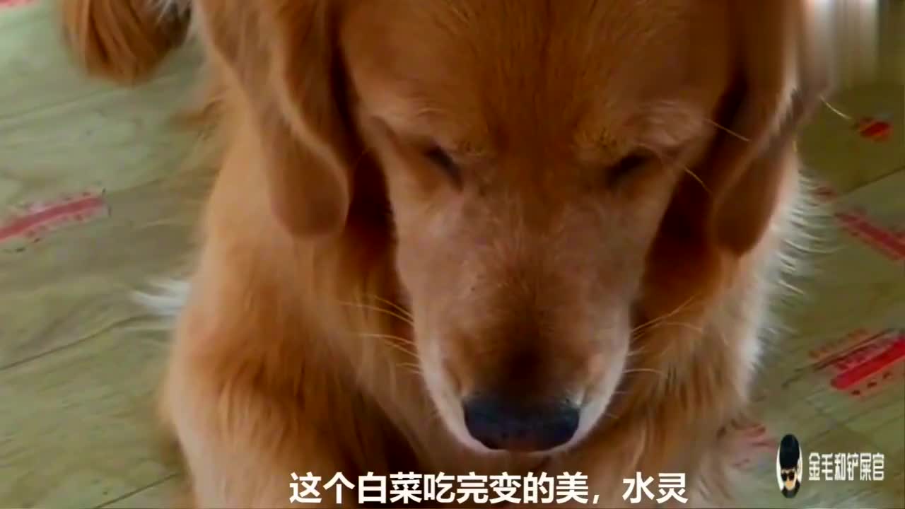 不知它为啥要吃这个白菜 也不知自己为啥会看完 不知它为啥要吃这个白菜 也不知自己为啥会看完