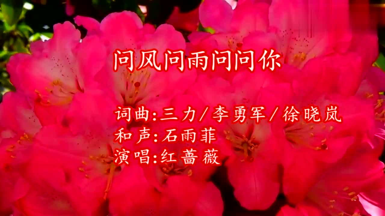 红蔷薇一曲《问风问雨问问你》伤感的旋律