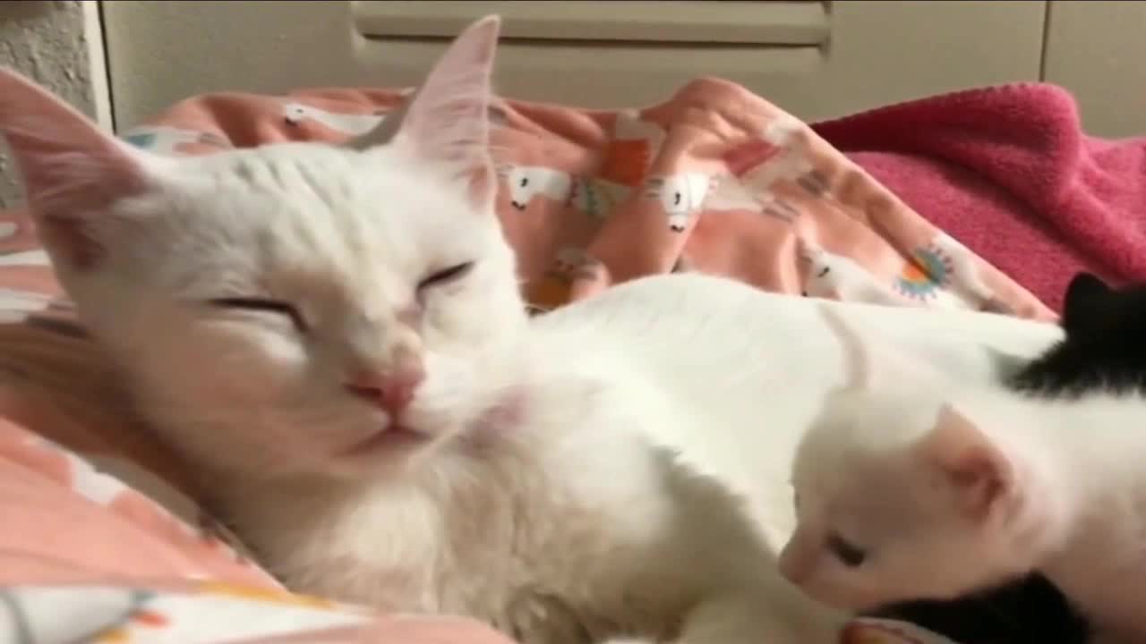 母猫脾气真爆 美梦被打扰 使出锁喉功教育小猫