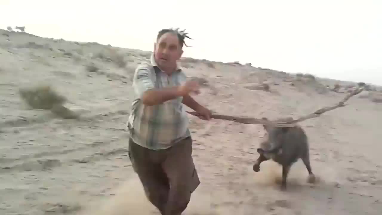 男子作死挑衅野猪,被激怒的野猪追赶男子,场面失控