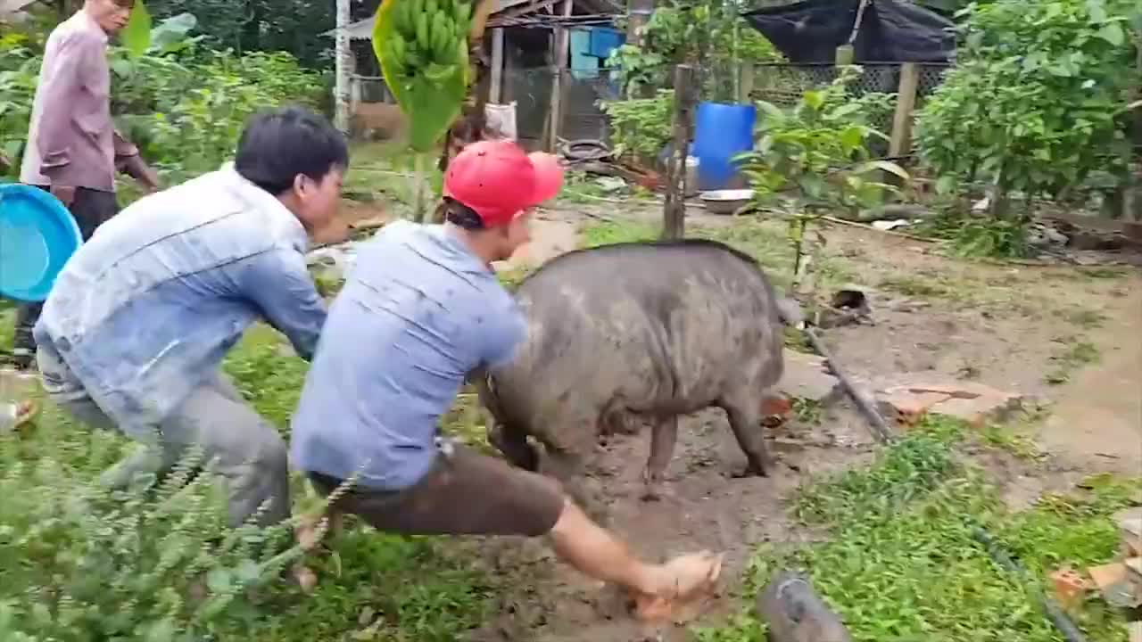 男子作死拉住猪尾巴不放,黑猪却突然发难,场面瞬间失去控制!_新浪新闻