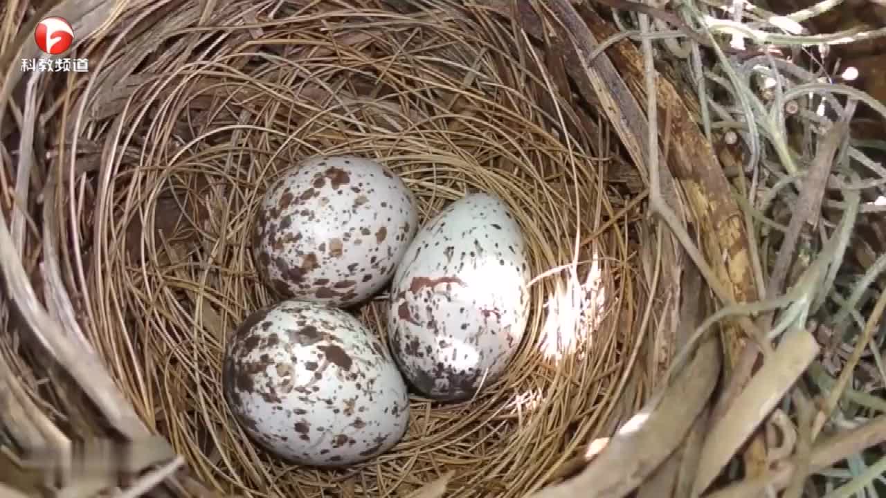 雏鸟终于破壳,鸟妈妈却把蛋壳吃了,这是为啥?