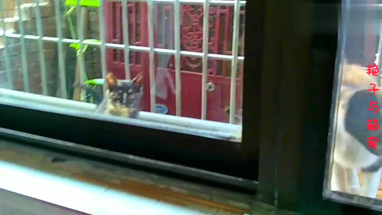 母子四个流浪猫 不知一晚上去哪疯了 饿的大早起来吃粮 香极了 母子四个流浪猫 不知一晚上去哪疯了 饿的大早起来吃粮 香极了