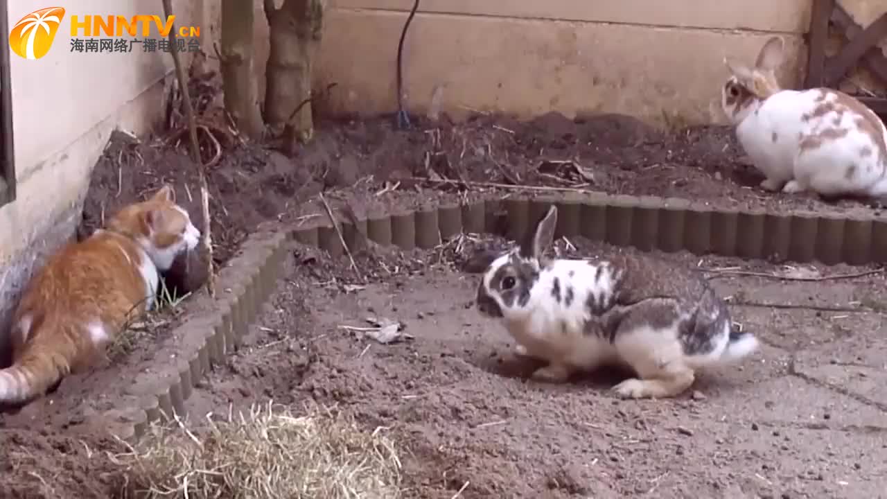 猫咪不小心掉进兔子窝,看到两只肥兔子后,请忍住不要笑