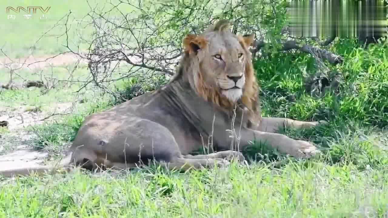 4头流浪的mbiri雄狮,带伤回到,曾经的家