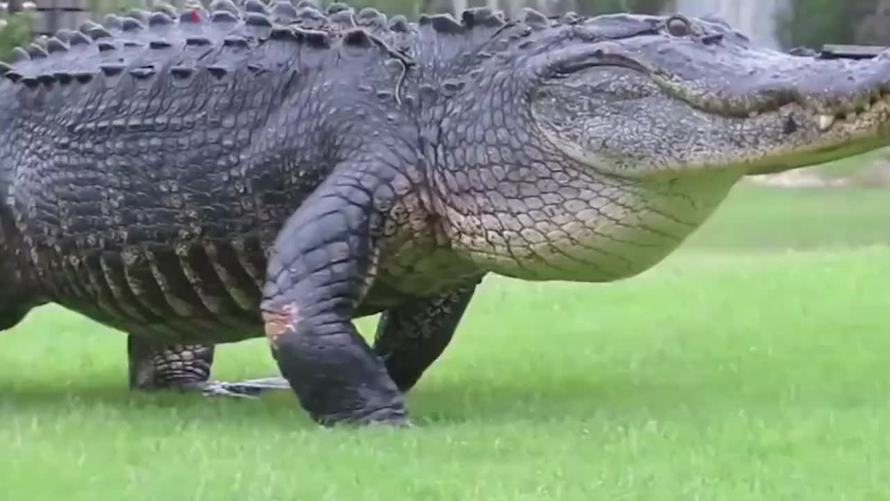 草原上"惊现"巨型鳄鱼,行走时就像一辆小汽车,网友:变异了?