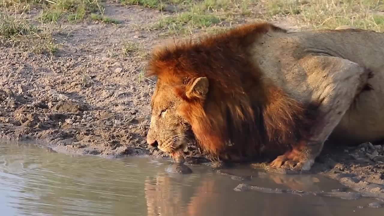 雄狮正在喝水，突然一个小家伙凑了过去，狮子吓得一哆嗦！