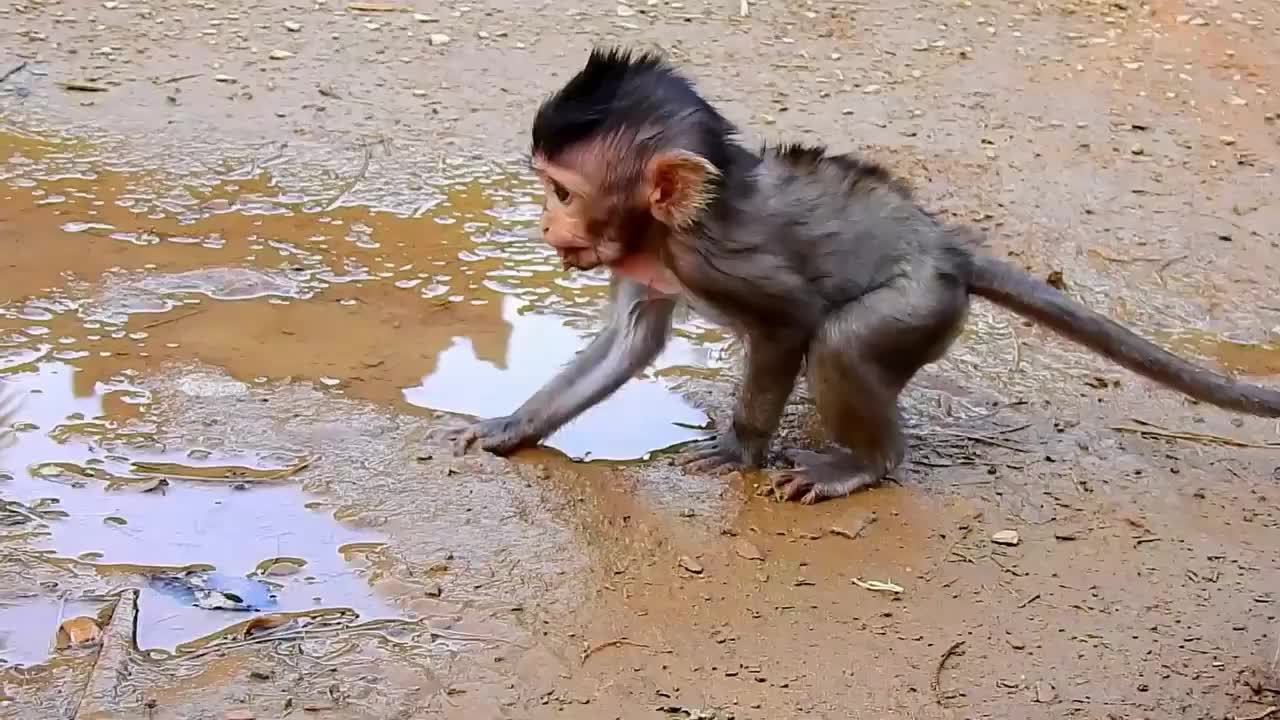 小肥猴蹲在脏水坑喝水真是太可爱了