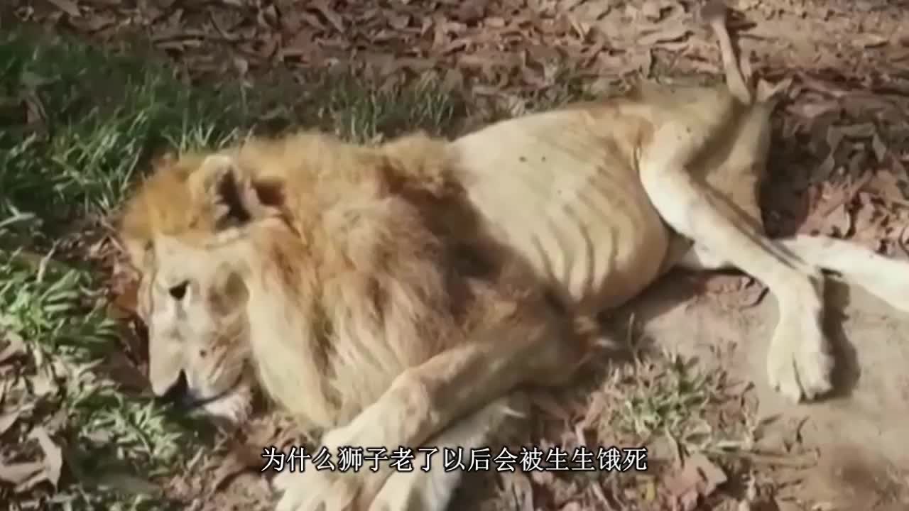 狮子老了以会被活生生饿死,老虎却不会!背后原因很现实