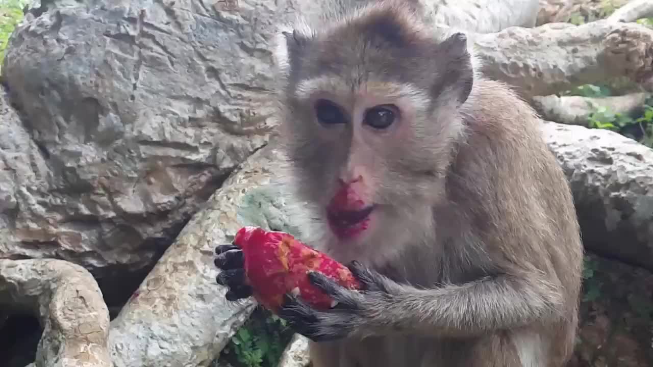 这只猴子饿成这样狼吞虎咽的吃着火龙果