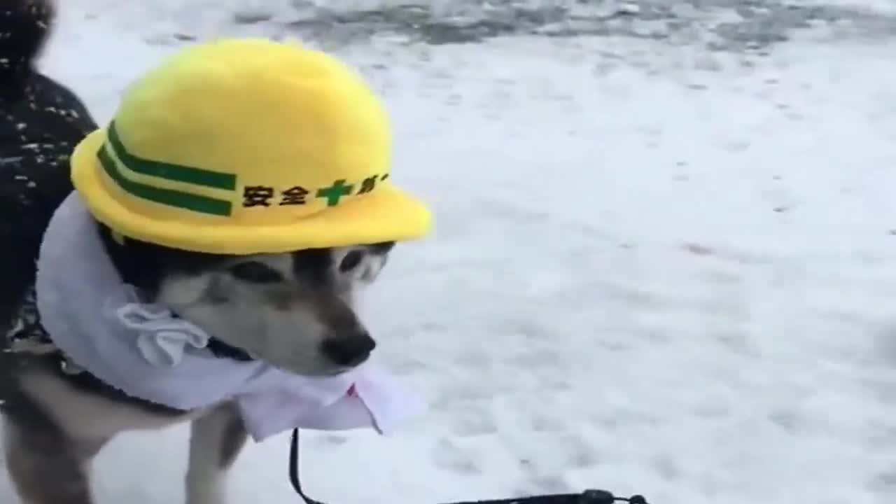 二哈这么冷的天还叫我出来监工