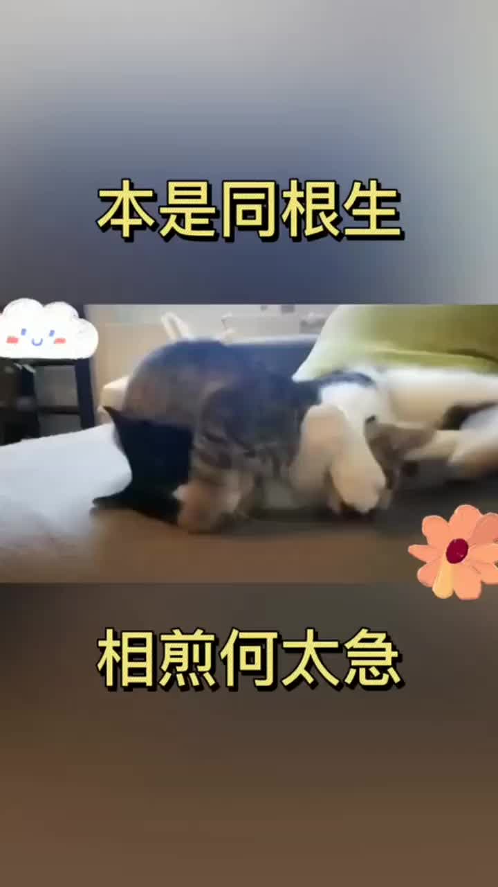 相煎何太急(相煎何太急全诗的意思)