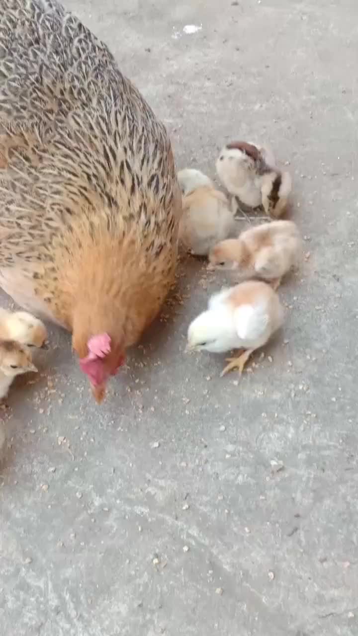 小鸡吃东西鸡妈妈还要抢着吃真气人