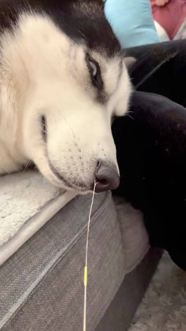 傻狗的日常就这狗睡这么死