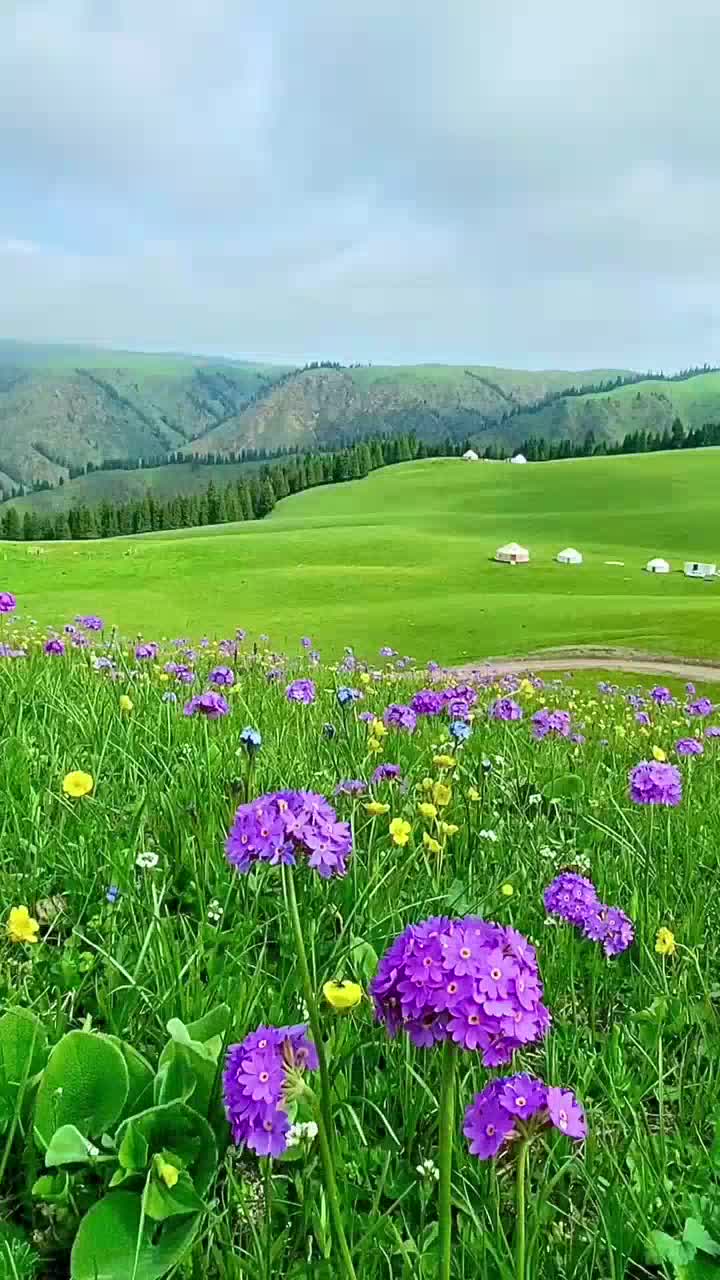 经典怀旧《风的季节(live)-徐小凤》,被奉为经典