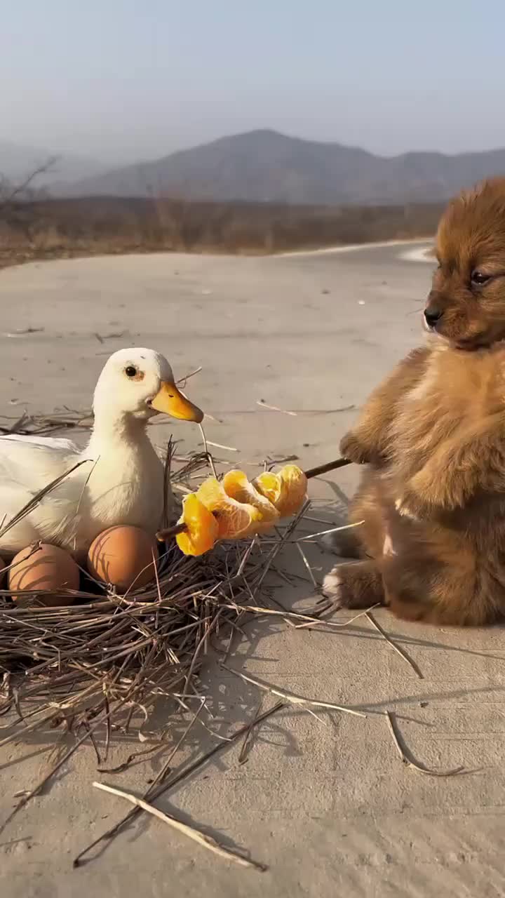 狗狗帮小鸭子孵蛋